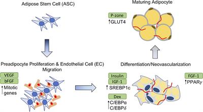 Current Therapeutic Strategies for Adipose Tissue Defects/Repair Using Engineered Biomaterials and Biomolecule Formulations